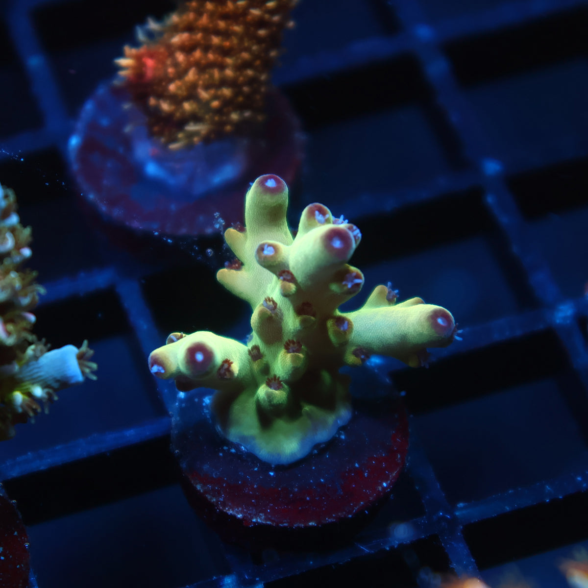 TCK Icy Granulosa