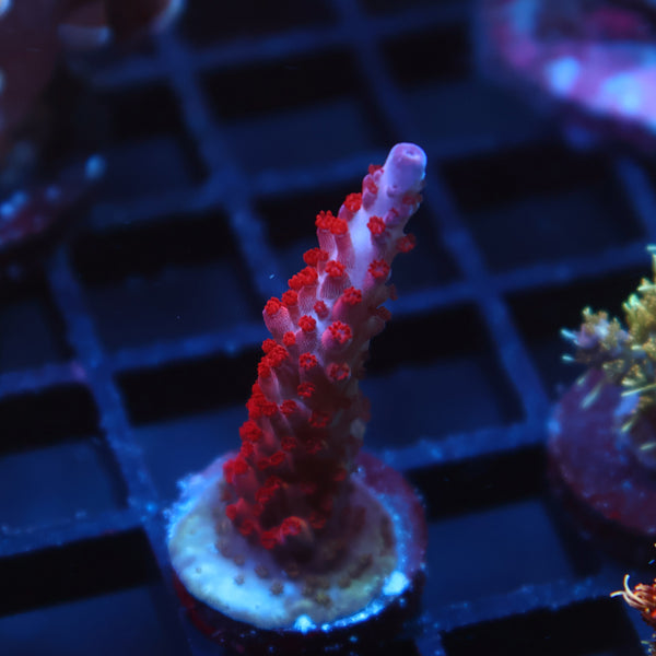 ARC Magic Dragon