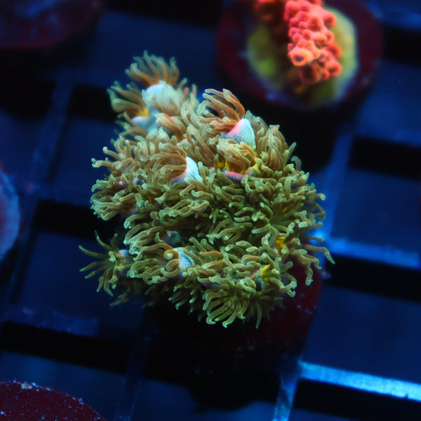 TCK Sour Polyps Tenuis