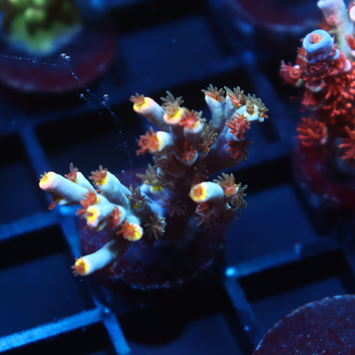 TCK Ghost Pepper Speciosa