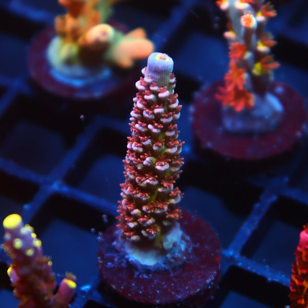 TCK Warhammer Tenuis