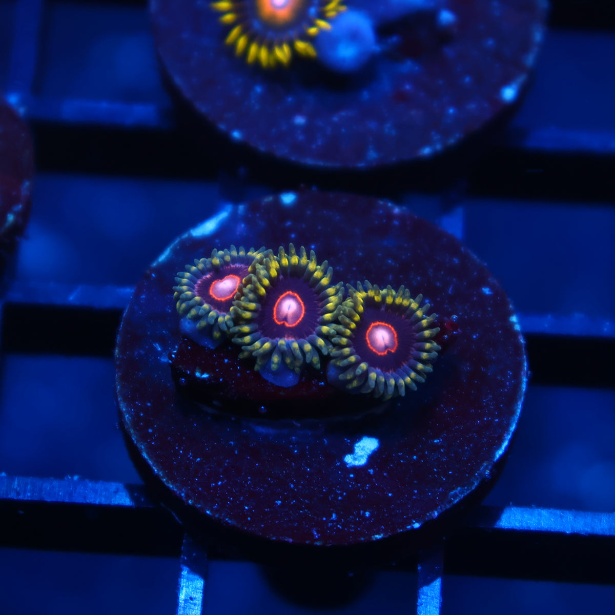 King Jawbreaker Hornet