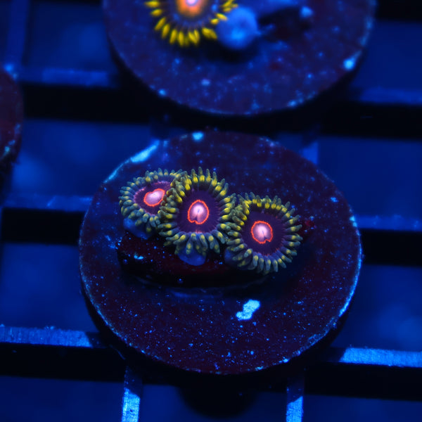 King Jawbreaker Hornet