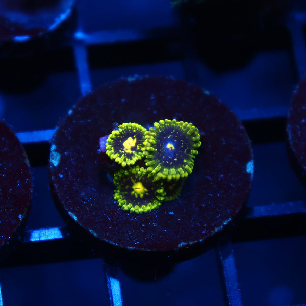Exospheres