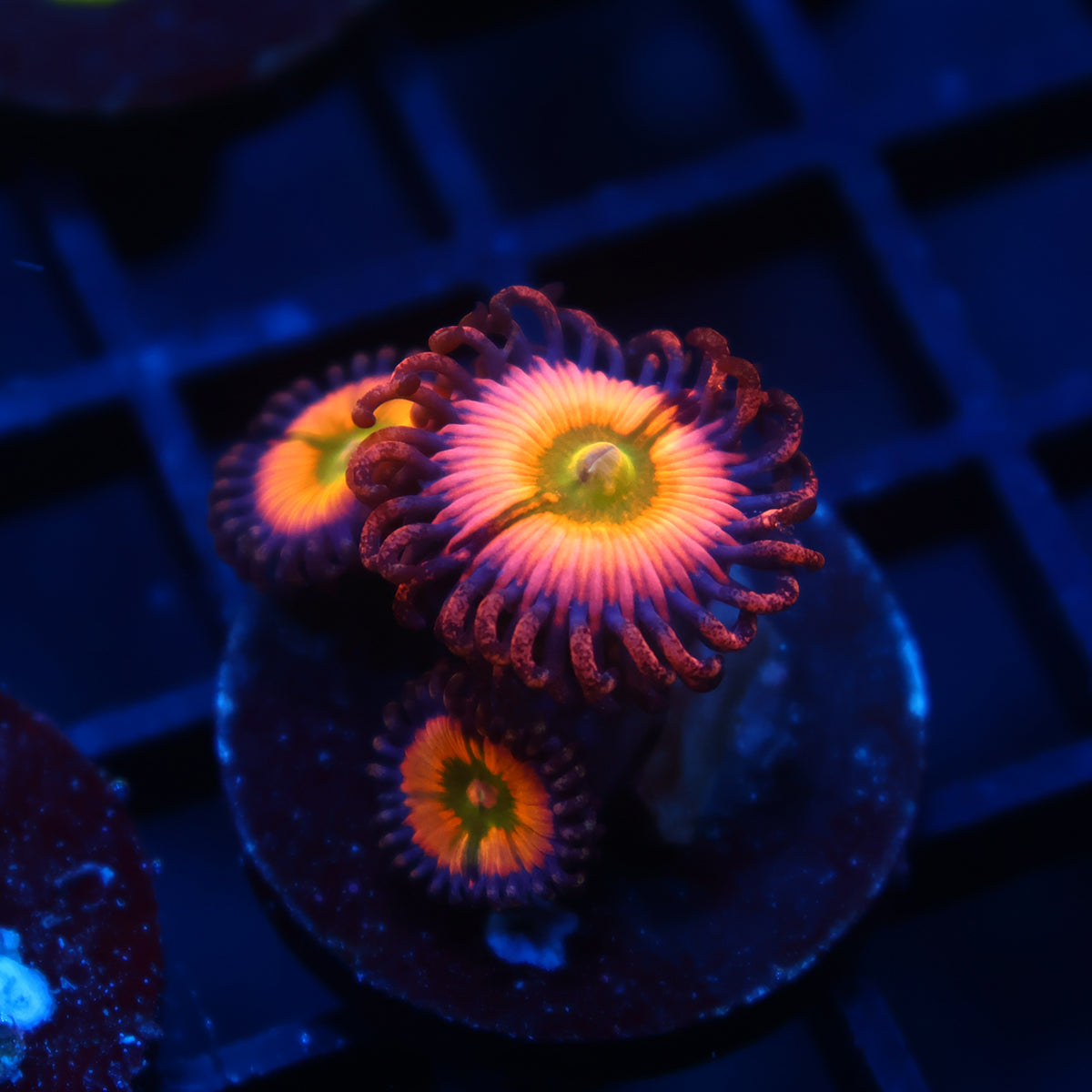 Rainbow Infusions