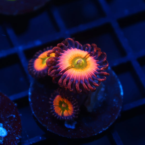 Rainbow Infusions