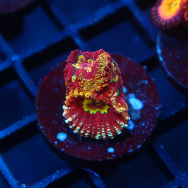 TCK Fireball Favia