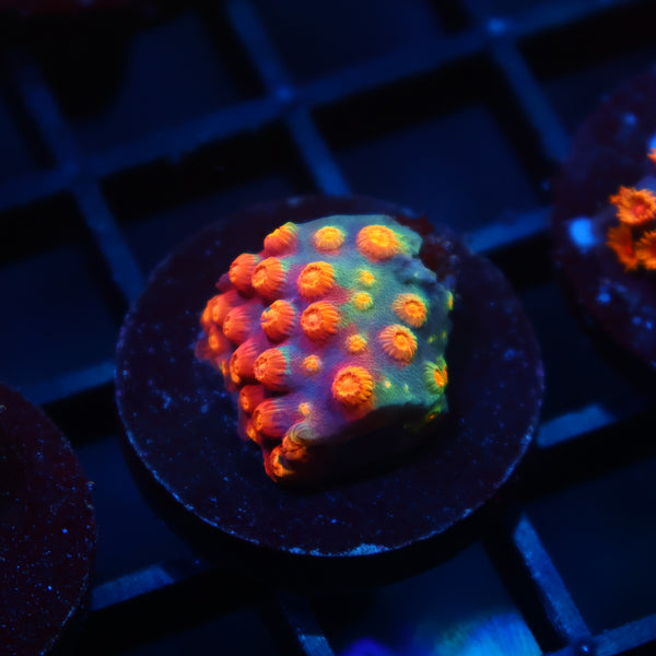 TCK Rainbow Abstract Cyphastrea
