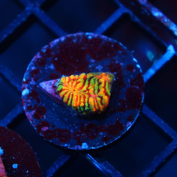 TCK Inferno Convict Chalice