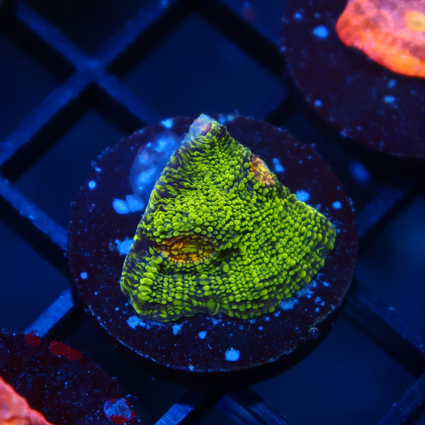 TCK Toxic Swirl Chalice