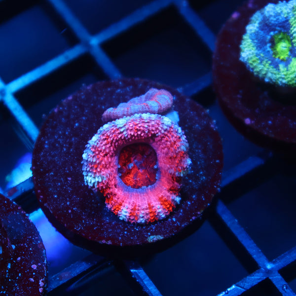 TCK Pink Acan Lord