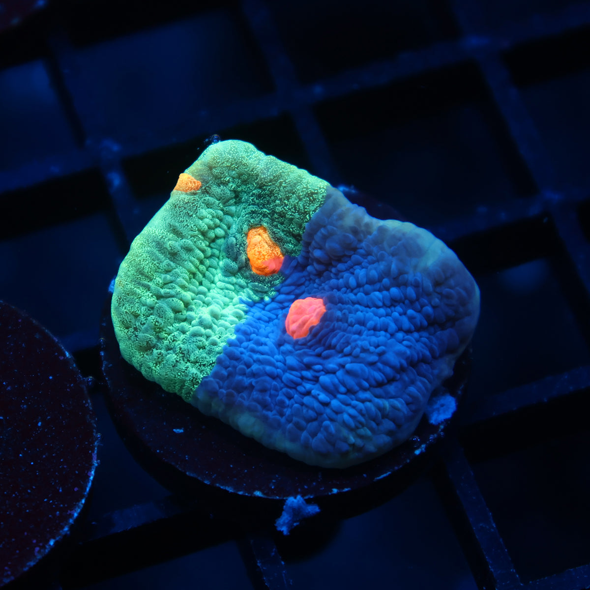 TCK Grafted Candy Eye Chalice