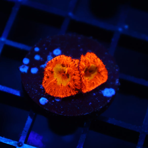 WWC OG Rainbow Blasto