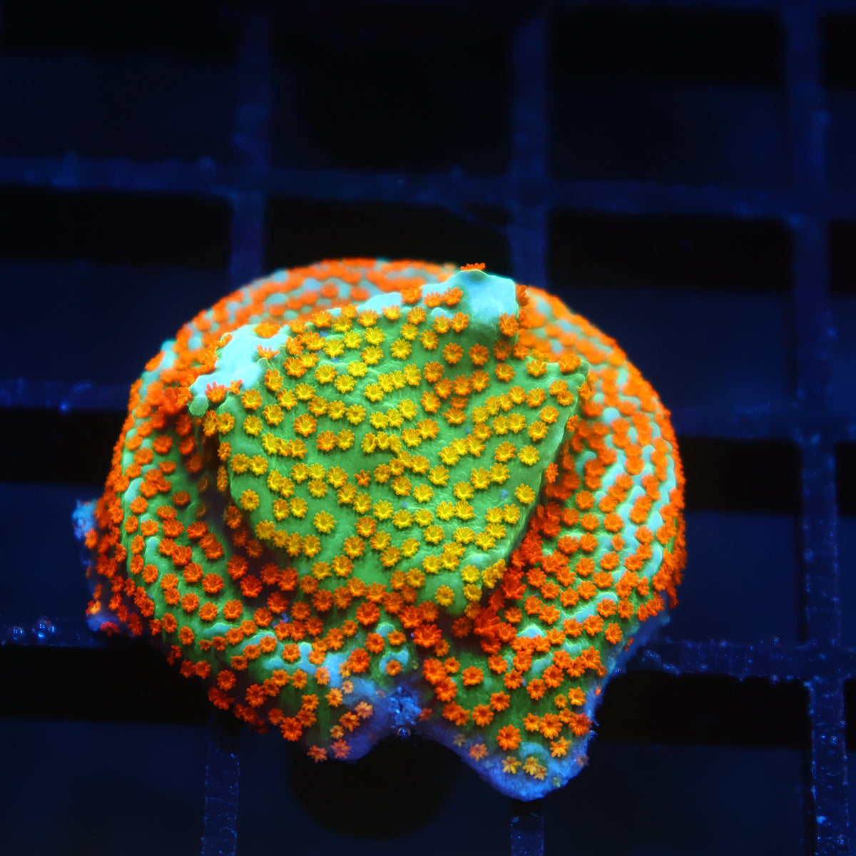 TCK Rainbow Roads Monti