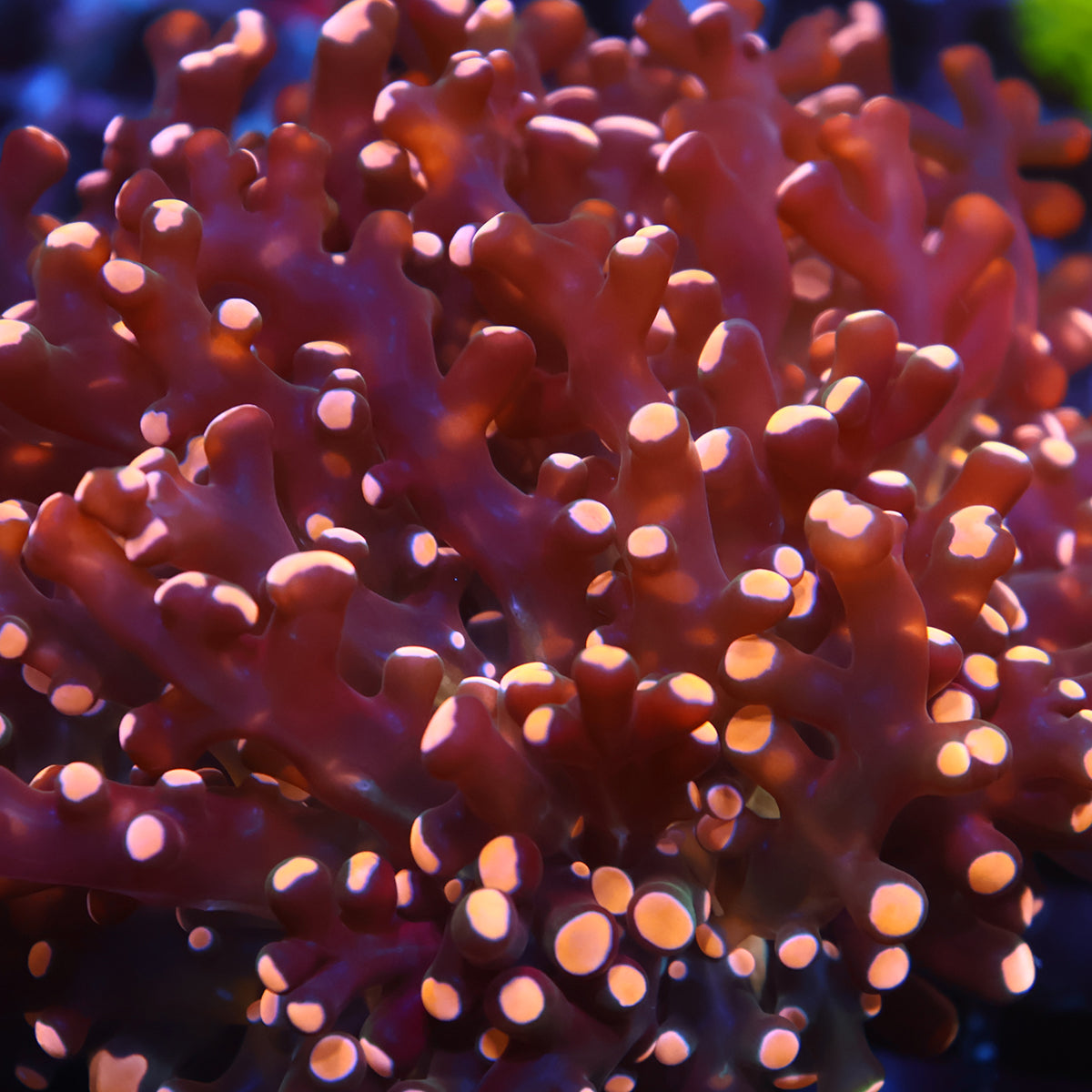 TCK Branching Gold Frogspawn