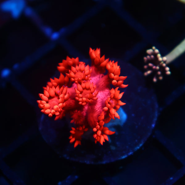 TCK Ruby Red Goni