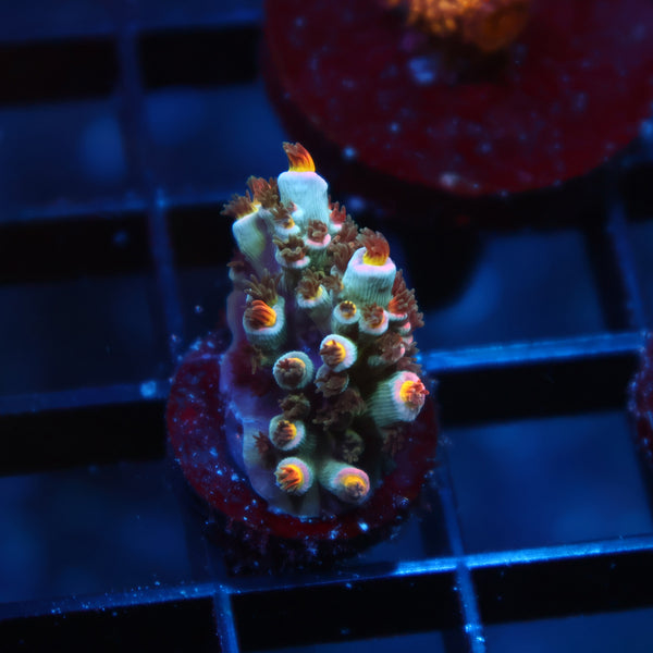 TCK Fire Polyps Tenuis