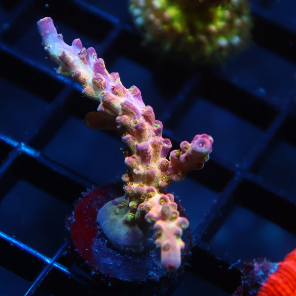 TCK Grafted Kaleidoscope