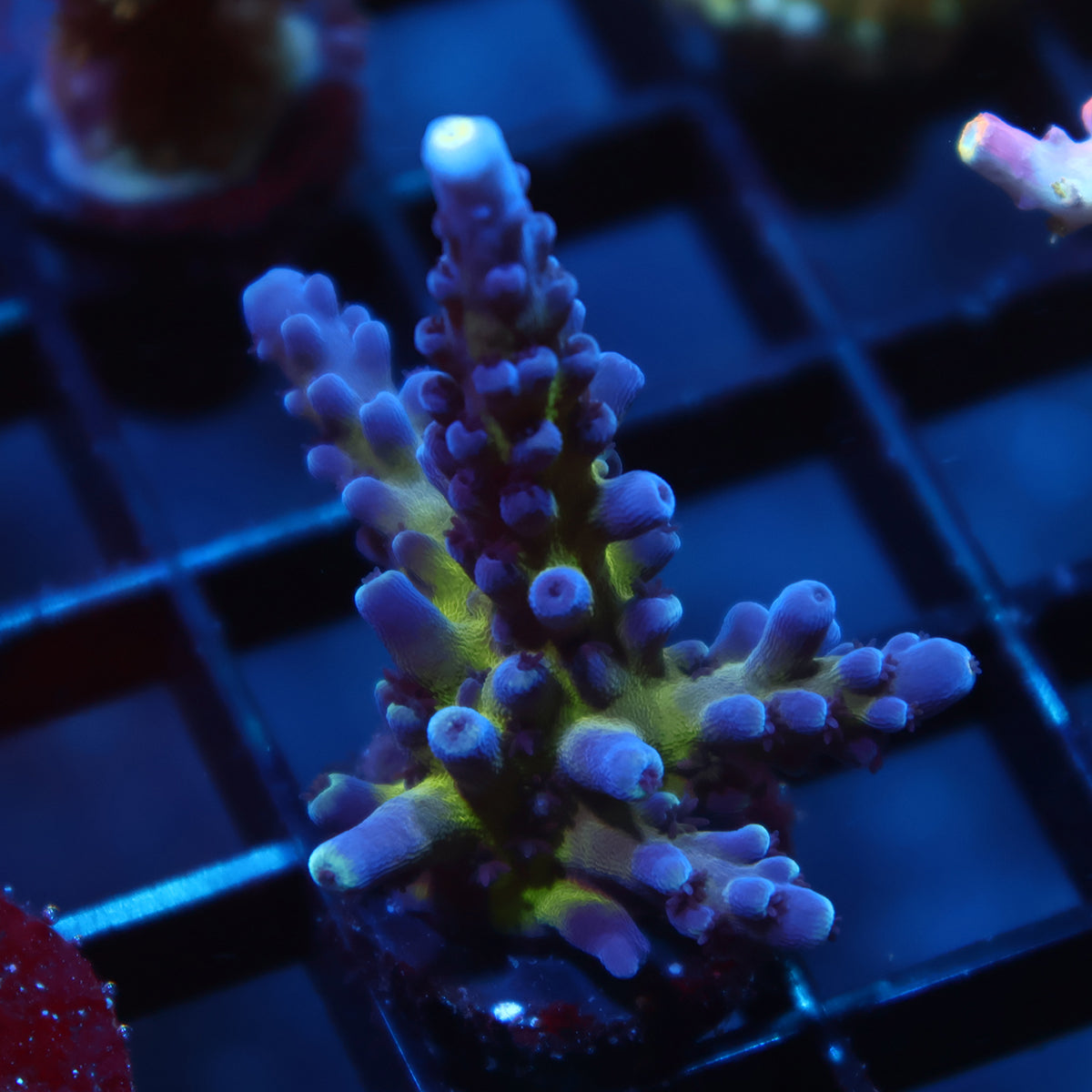 Myagi Tort