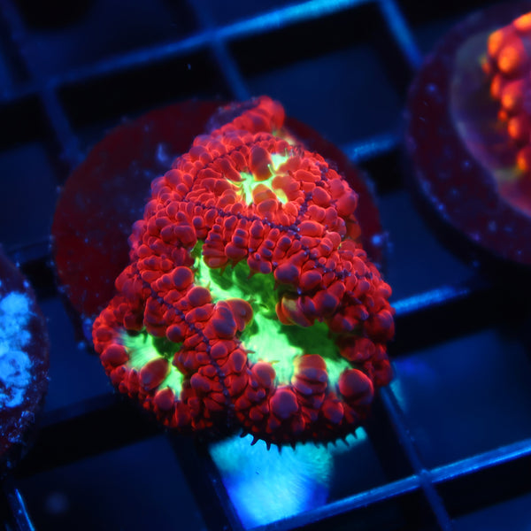 TCK Sour Apple Blasto