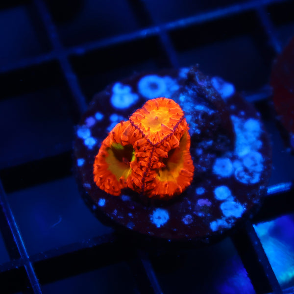WWC OG Rainbow Blasto