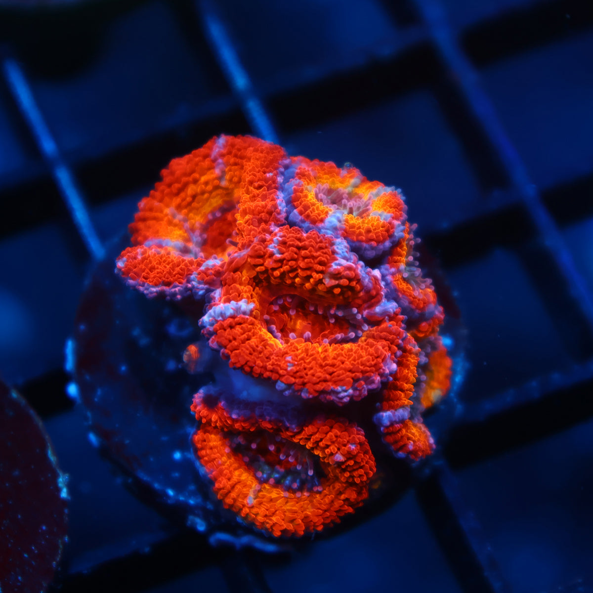 Lg TCK Fluffy Rainbow Acan Lord