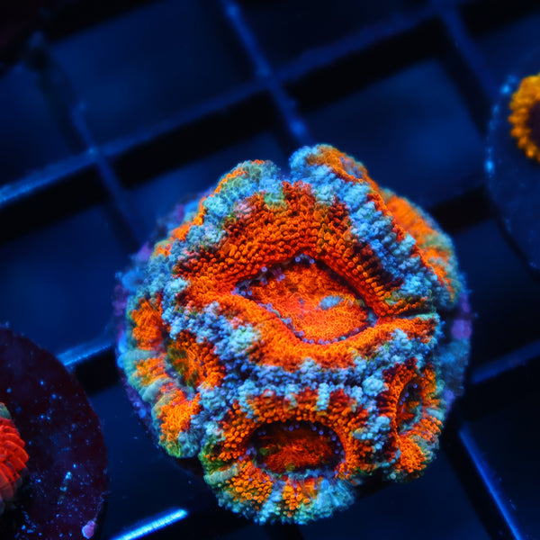 Lg TCK Awesome Orange Acan Lord