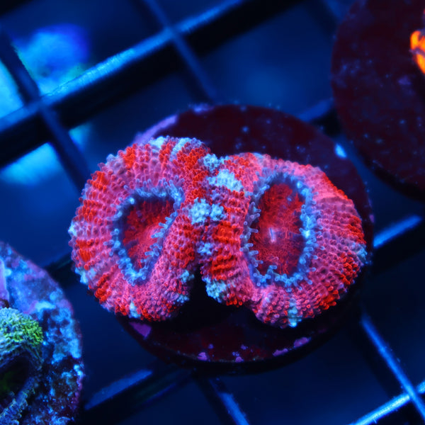 TCK Pink Acan Lord