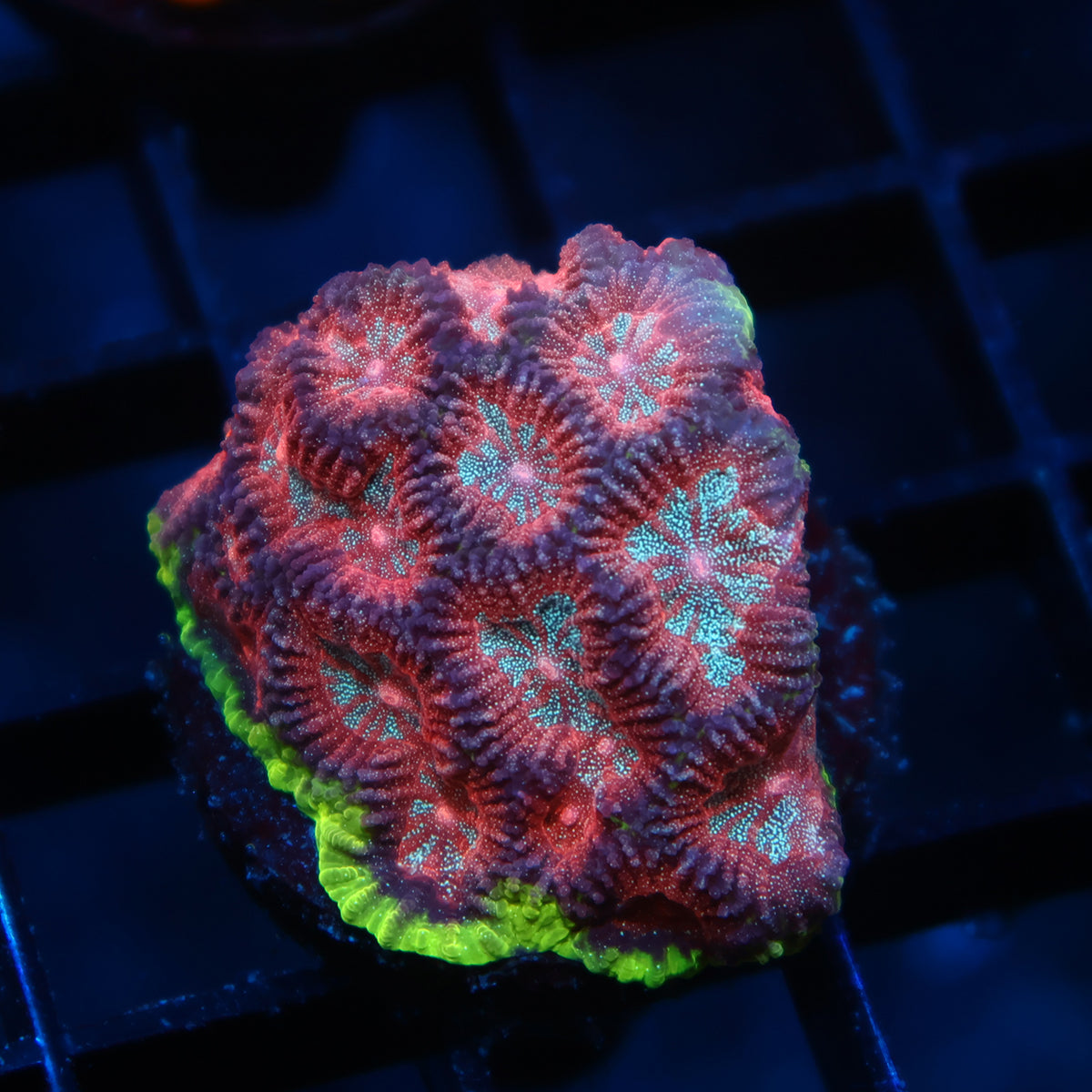 TCK Bejeweled Favia