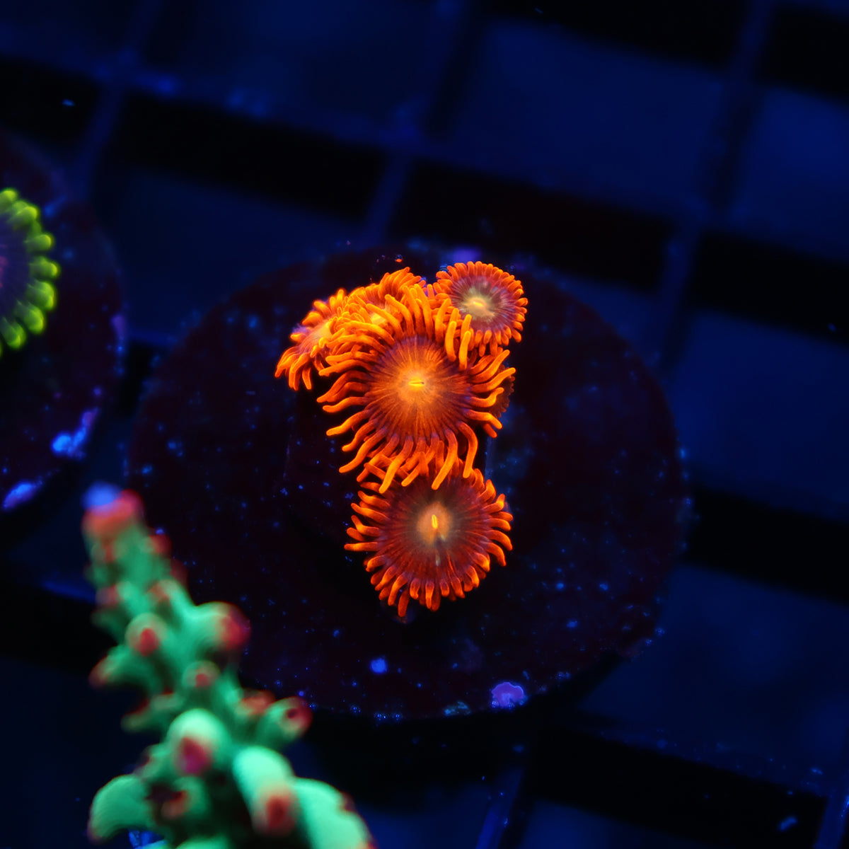Crazy Orange Zoas