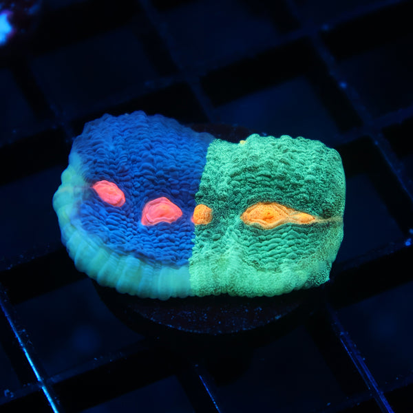 TCK Split Grafted Candy Eye Chalice