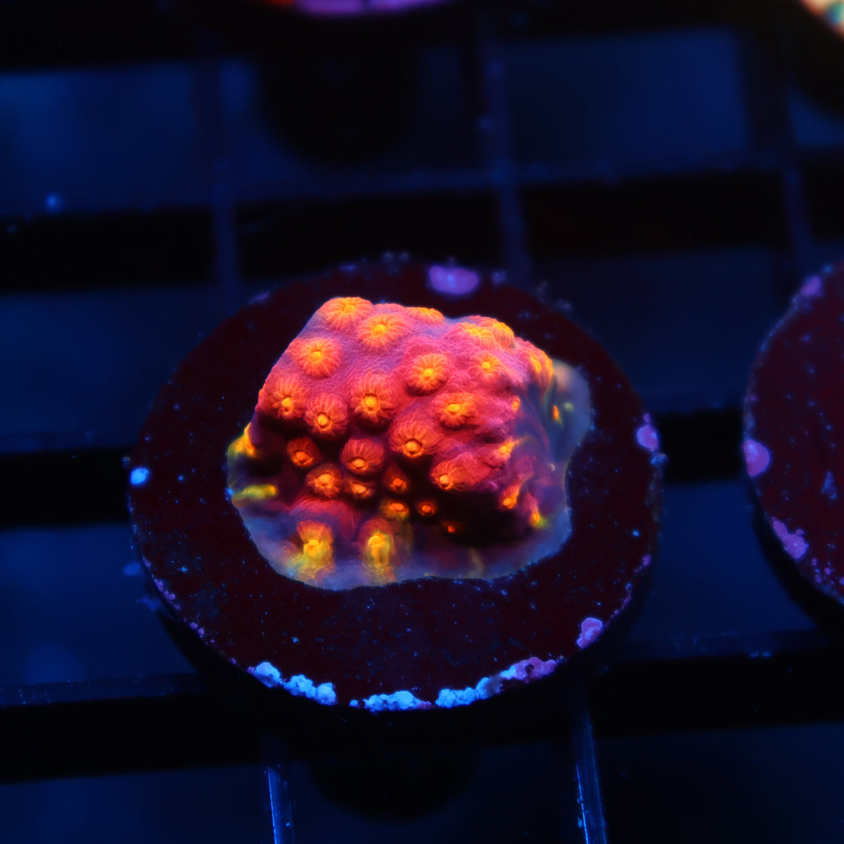 TCK Rainbow Abstract Cyphastrea
