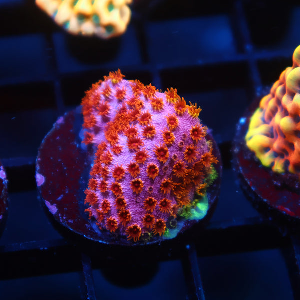 Skittles Bomb Cyphastrea
