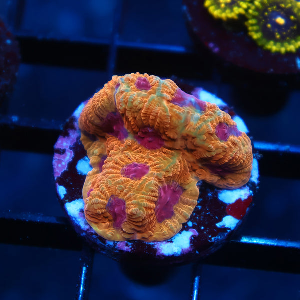 TCK Orange Jester Favia