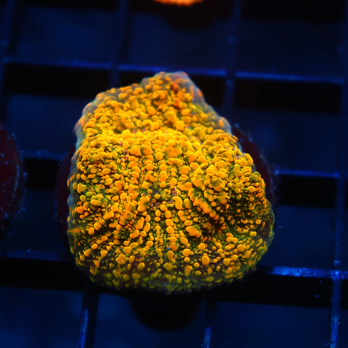 WWC Stellaria Chalice