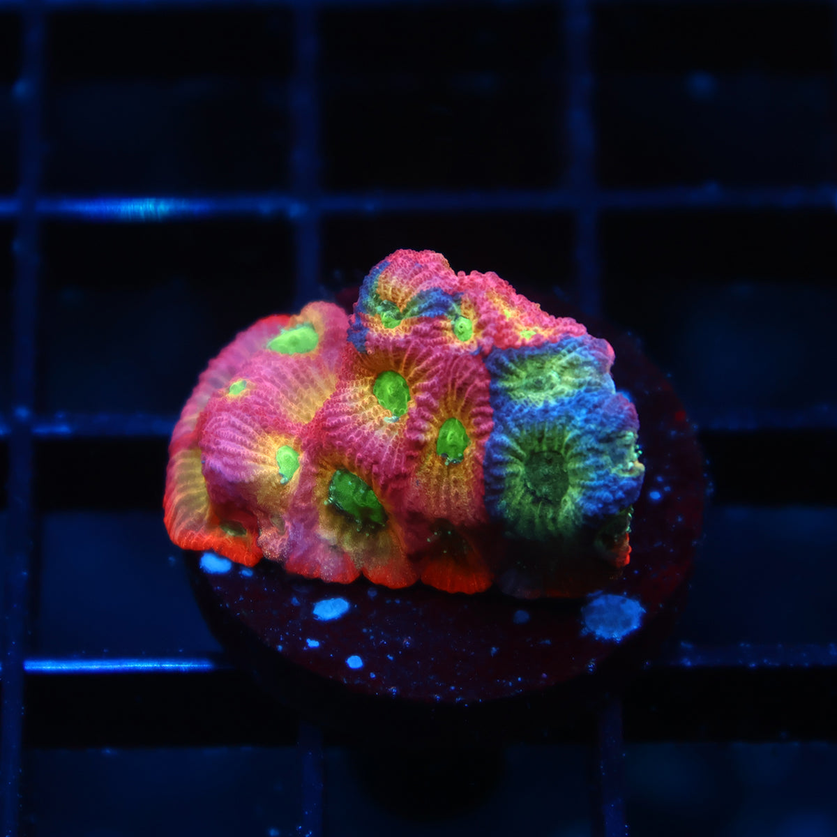JF Dayglo Favia