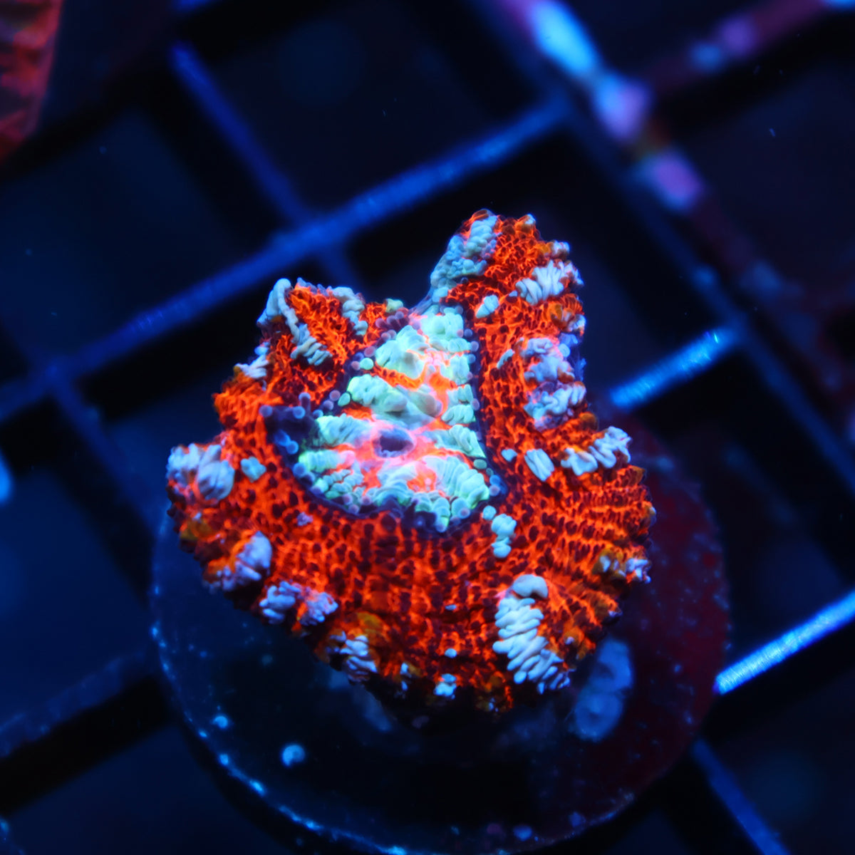 TCK Aquacultured Wilsoni