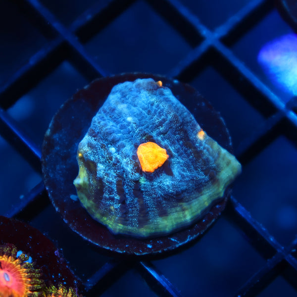 TCK Halloween Mycedium