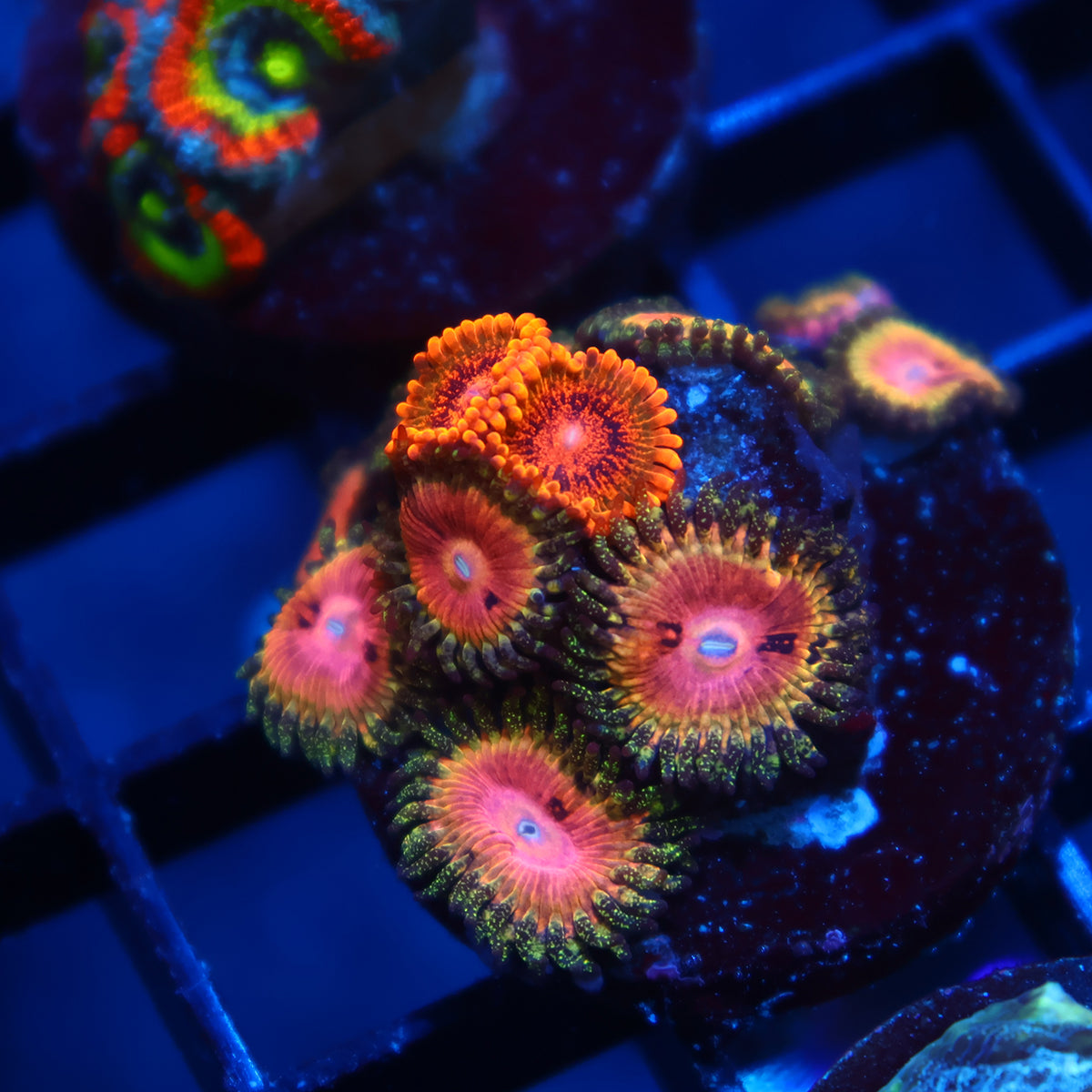 TCK Speckle Kraks/Kamikaze Kush Combo