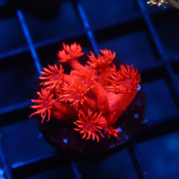 TCK "Alec's Insane Red Glitterbomb" Goni