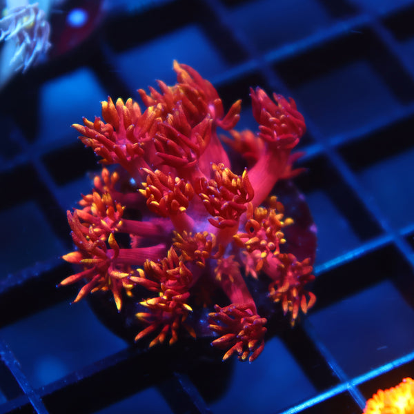 TCK Insane Flame Tips Goni