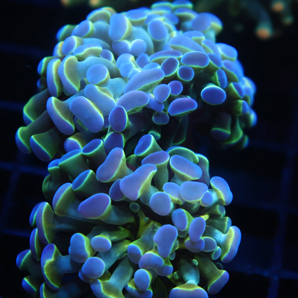 TCK Branching Purple Tips Hammer