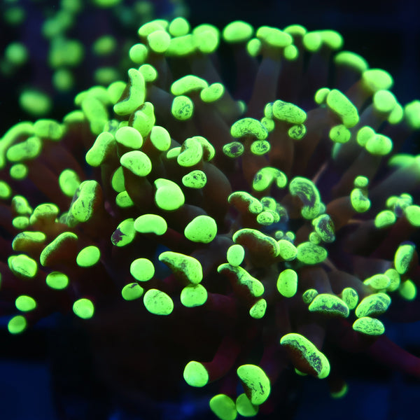 TCK "Salty's Torch" Hybrid Euphyllia