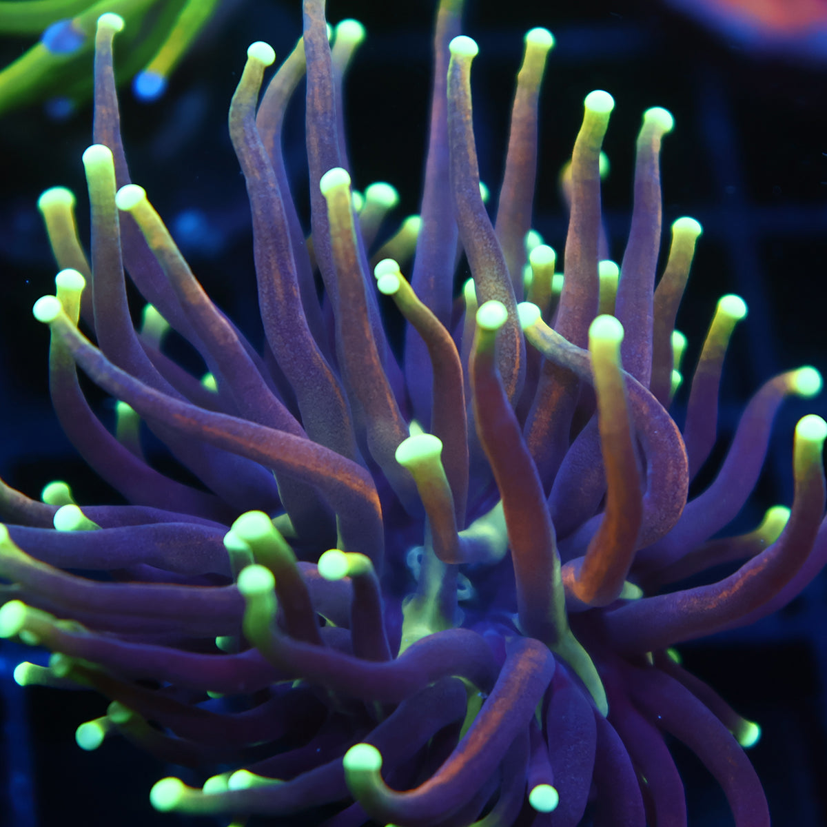 TCK Yellow Tips Indo Gold Torch