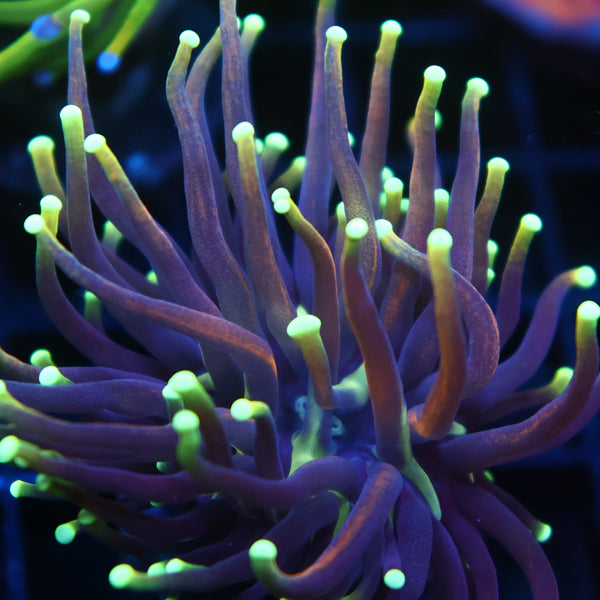 TCK Yellow Tips Indo Gold Torch