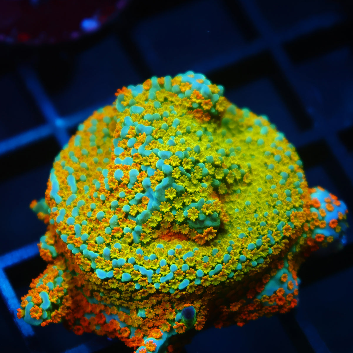 TCK Rainbow Roads Monti