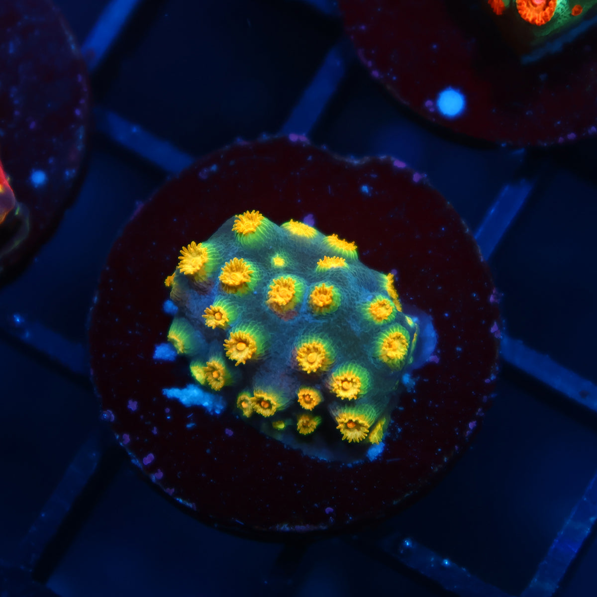 Zoolander Cyphastrea