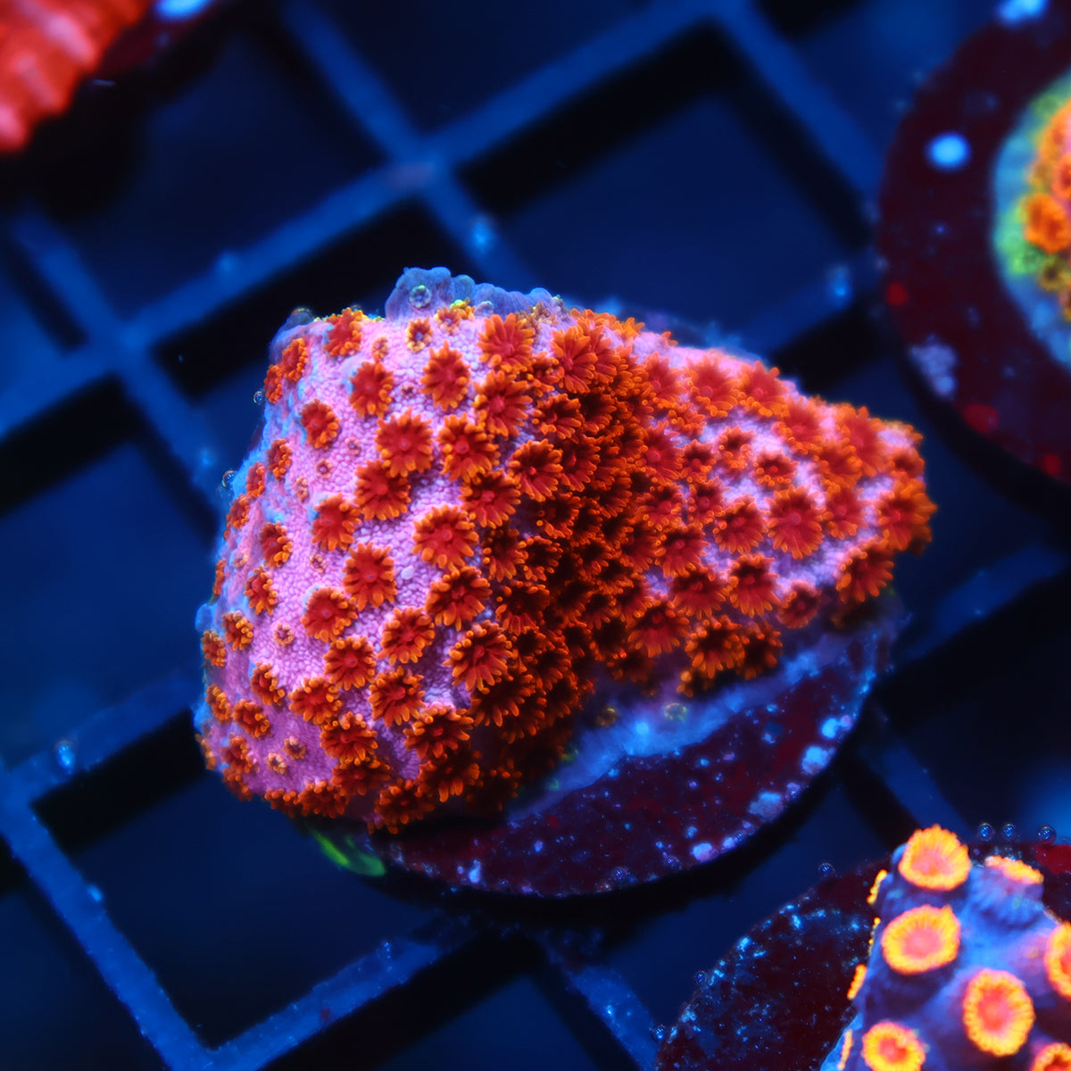 Skittles Bomb Cyphastrea