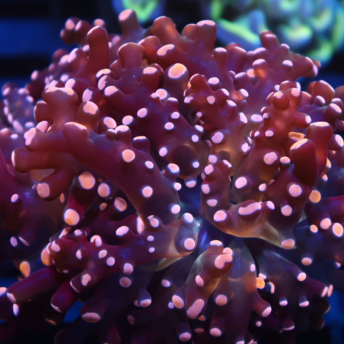 TCK Branching Peach Frogspawn