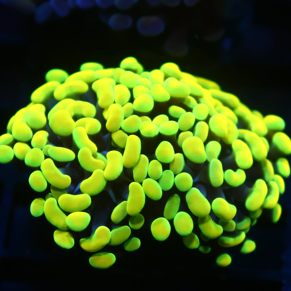 TCK Branching Bright Neon Hammer